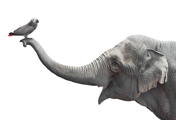 Arti mimpi melihat gajah dalam pertunjukan sirkus